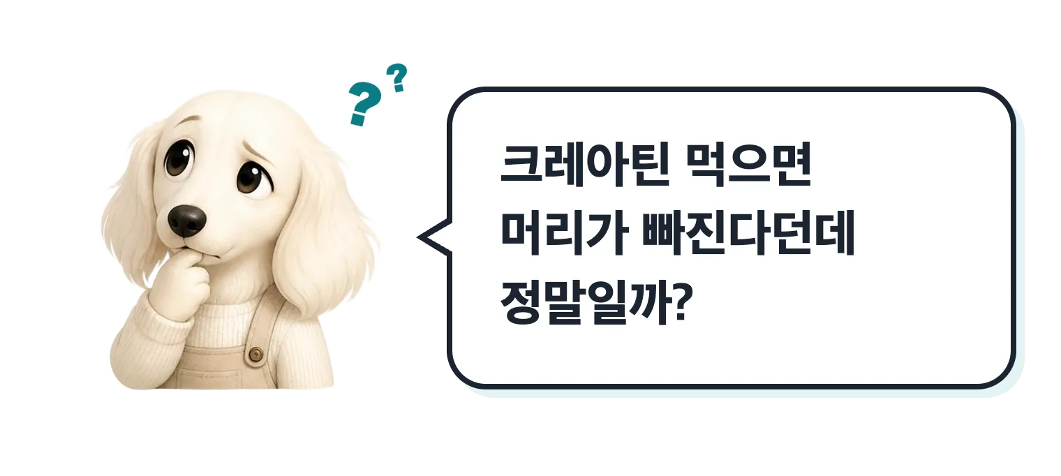 고민하는 닥스훈트 캐릭터: 크레아틴 먹으면 머리가 빠진다던데 정말일까?
