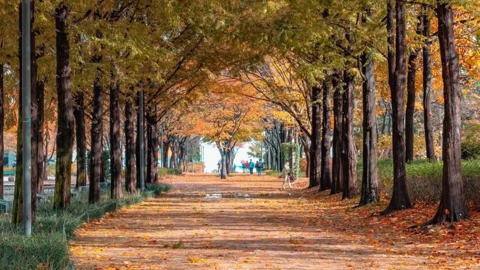 가을 단풍이 든 서울숲 산책길