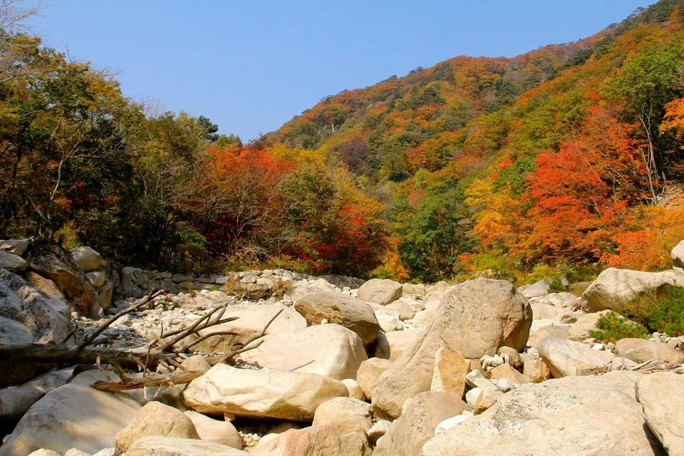 붉고 노랗게 물든 설악산 계곡과 바위