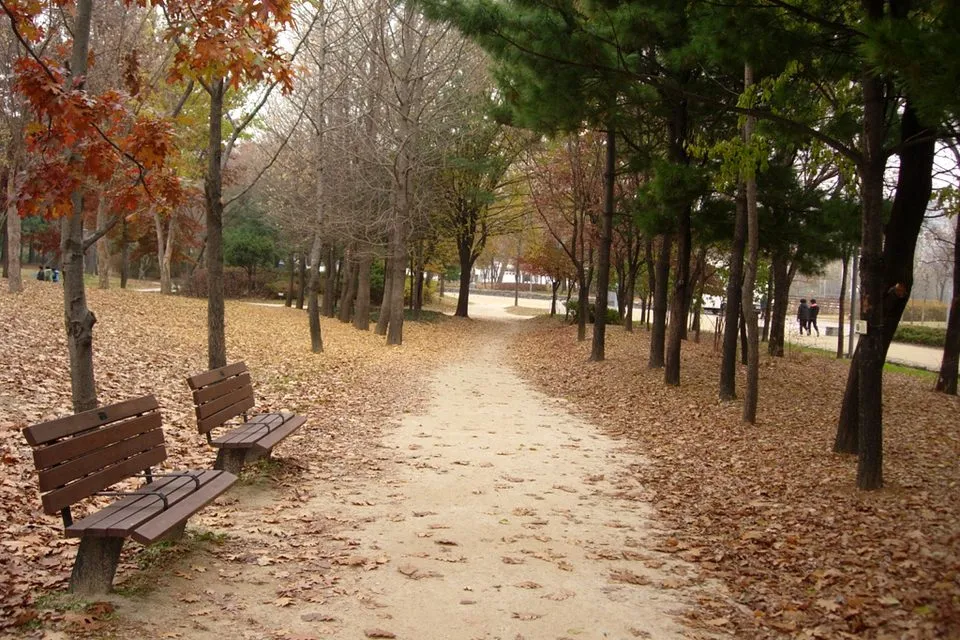 낙엽이 깔린 서울숲 산책로와 벤치