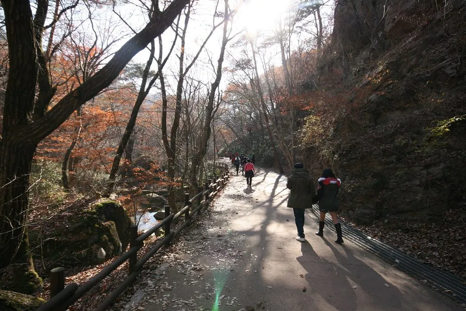 낙엽이 깔린 속리산 탐방로와 가을 숲