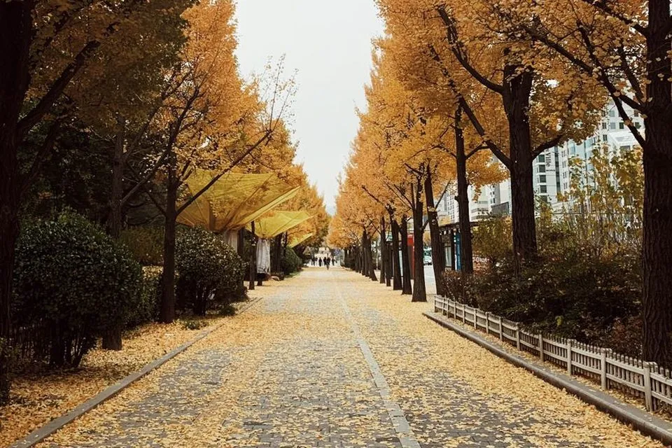 노란 은행잎이 깔린 올림픽공원 은행나무 길