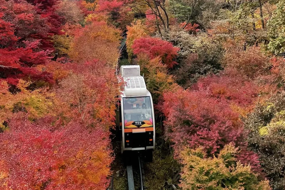 붉은 단풍 사이를 지나는 화담숲 모노레일
