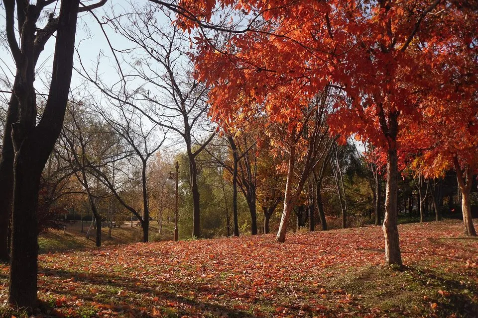 붉게 물든 단풍나무와 낙엽이 깔린 월드컵공원 평화의공원 가을 풍경(새우젓축제가 열리는 공원)