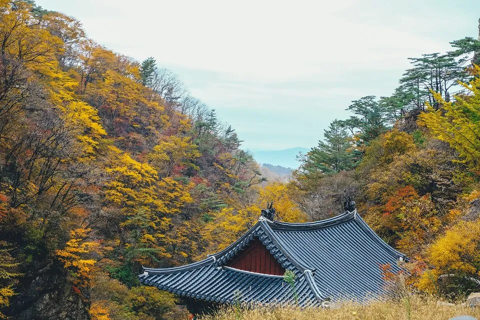 노란 단풍 숲 아래 기와지붕이 보이는 치악산