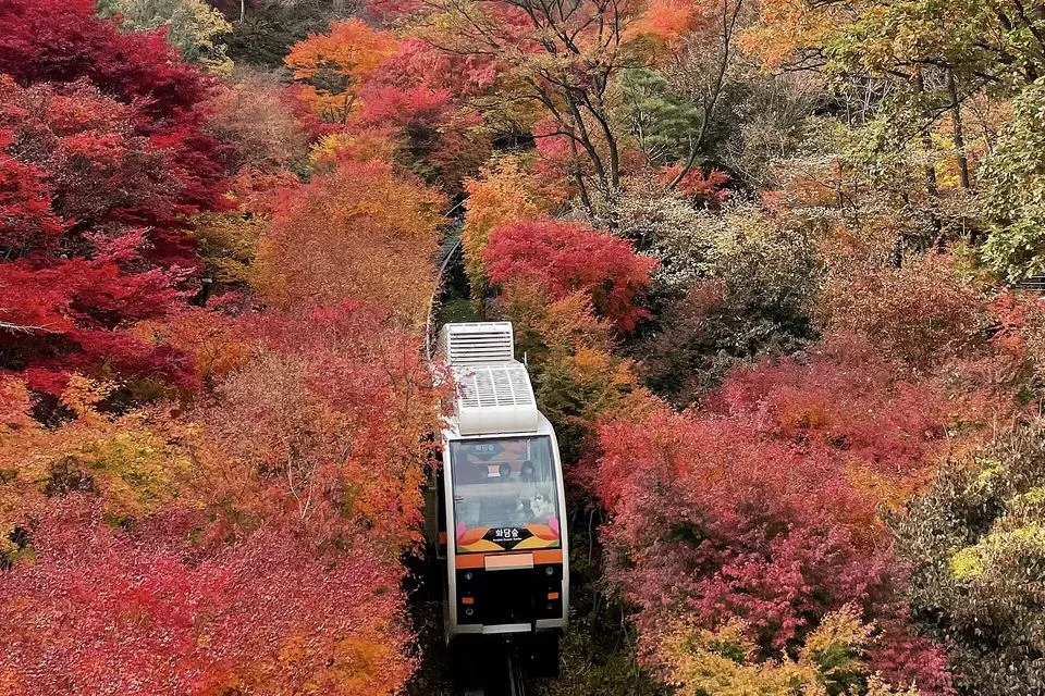 붉은 단풍 사이를 지나는 화담숲 모노레일