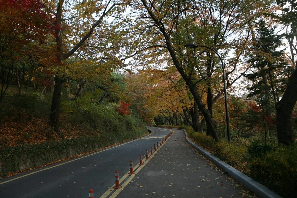 붉고 노란 단풍이 물든 남산공원 산책로